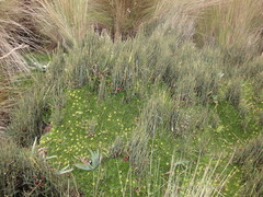 Ephedra americana