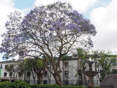 Jacaranda mimosifolia