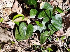 Hexastylis shuttleworthii