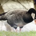 Graylag × Barnacle Goose - Photo (c) denisl3108, some rights reserved (CC BY-NC)