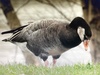 Graylag × Barnacle Goose - Photo (c) denisl3108, some rights reserved (CC BY-NC)