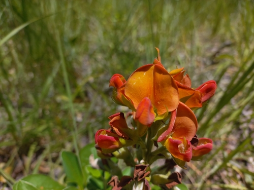 Crotalaria grandistipulata