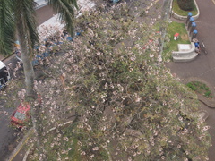 Tabebuia rosea