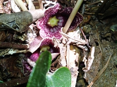 Hexastylis shuttleworthii