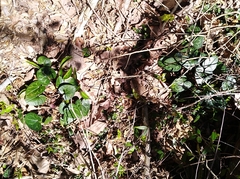 Hexastylis shuttleworthii