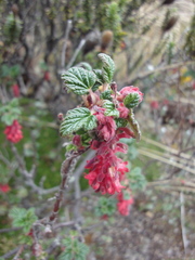 Grossulariaceae