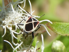 Ochrostomus pulchellus