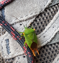 Acanthosoma labiduroides