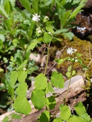 Thalictrum clavatum