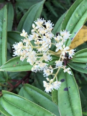 Miconia theizans