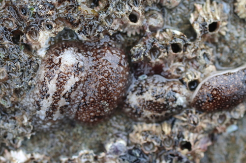 barnacle-eating onchidoris