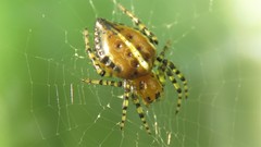 Alpaida quadrilorata