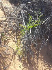 Epixiphium wislizeni
