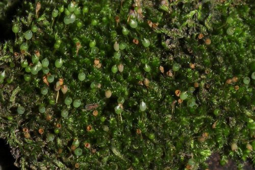 Fabronia pilifera observed 2024-02-19