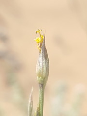 Linum aristatum