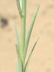 Linum aristatum