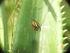Alpaida quadrilorata