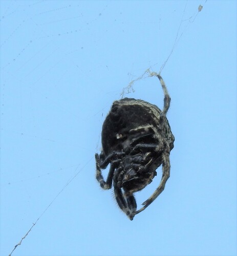 Bare-legged Bark Spider