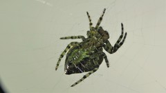 Alpaida quadrilorata