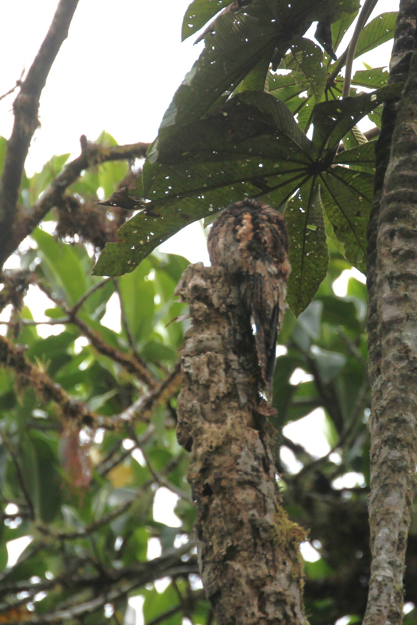 Andean Potoo (Nyctibius maculosus), photo 5