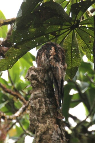 Andean Potoo (Nyctibius maculosus), photo 2