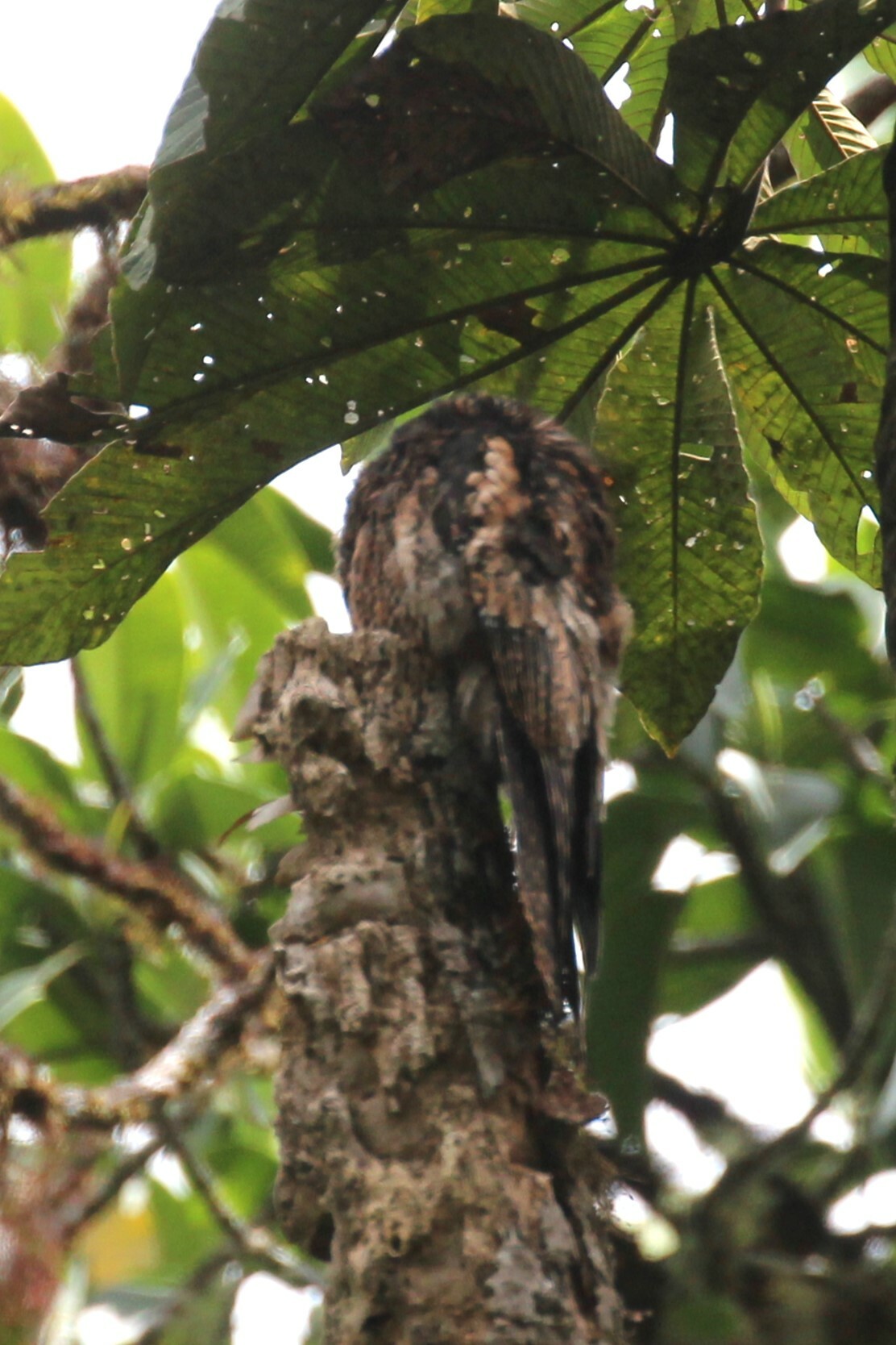 Andean Potoo (Nyctibius maculosus), photo 2