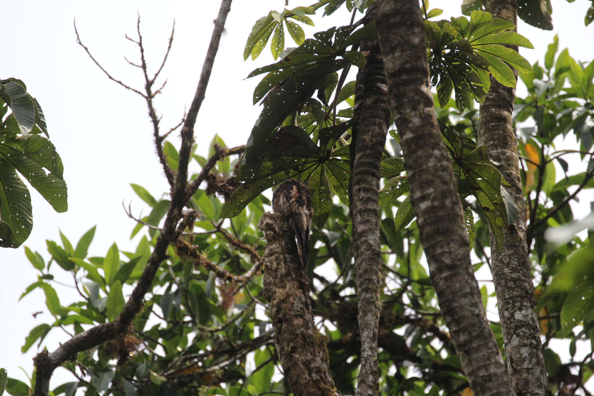 Andean Potoo (Nyctibius maculosus), photo 3