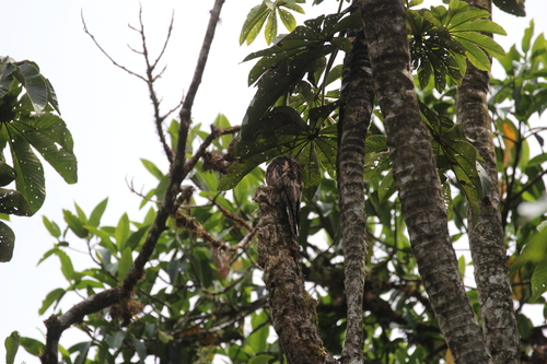 Andean Potoo (Nyctibius maculosus), photo 7