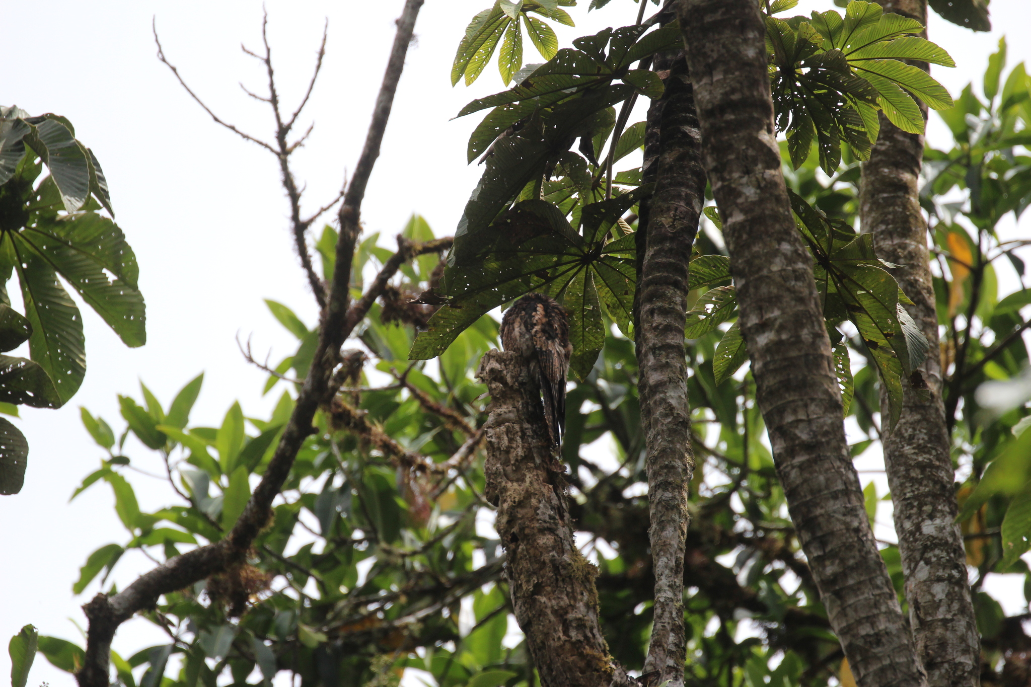 Andean Potoo (Nyctibius maculosus), photo 4