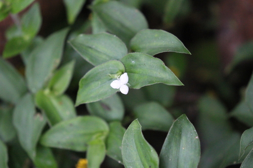 Callisia gracilis (Callisia gracilis)