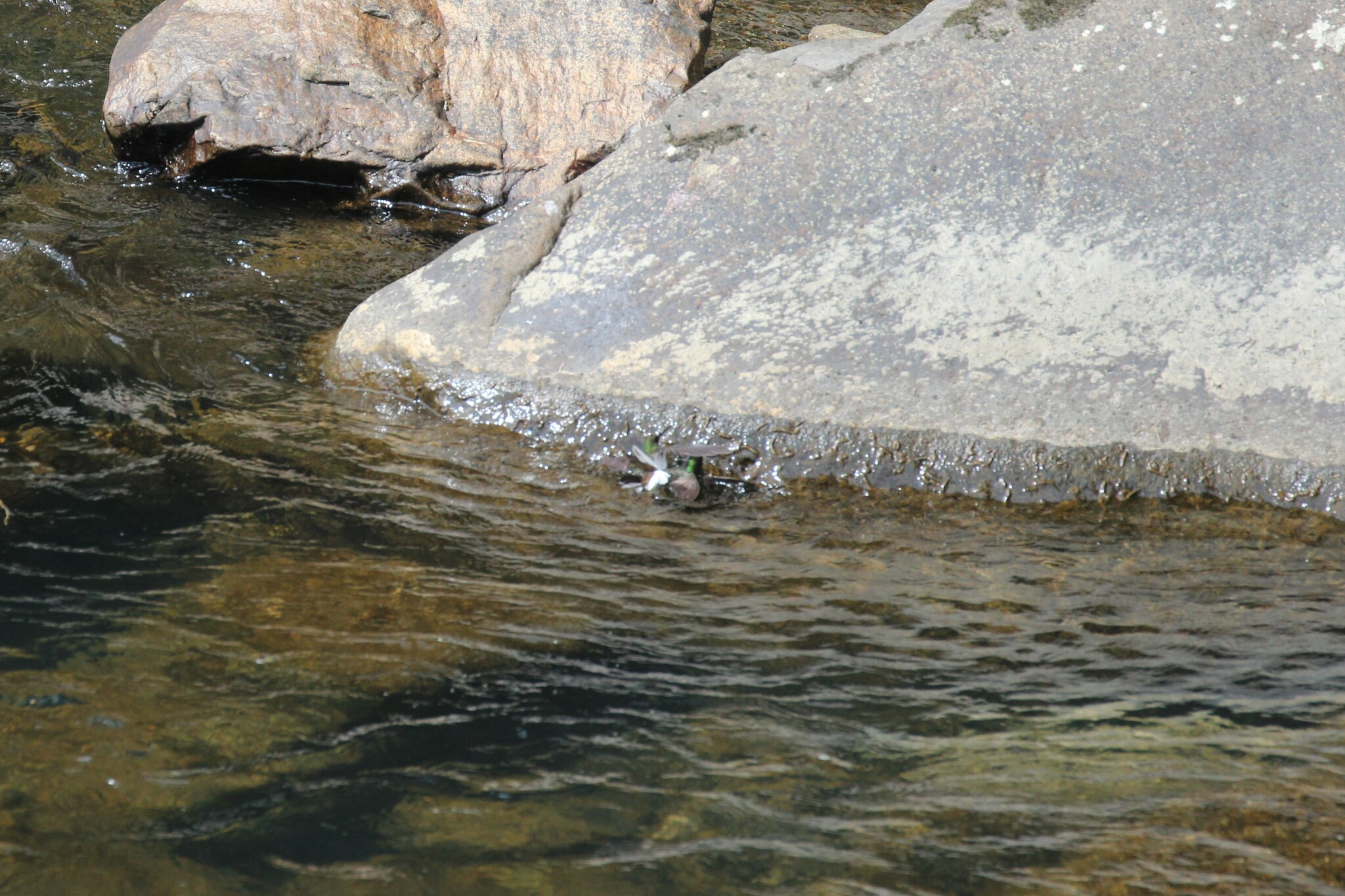 Green-backed Hillstar (Urochroa leucura), photo 10