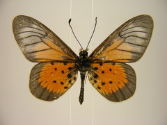 Acraea quirinalis