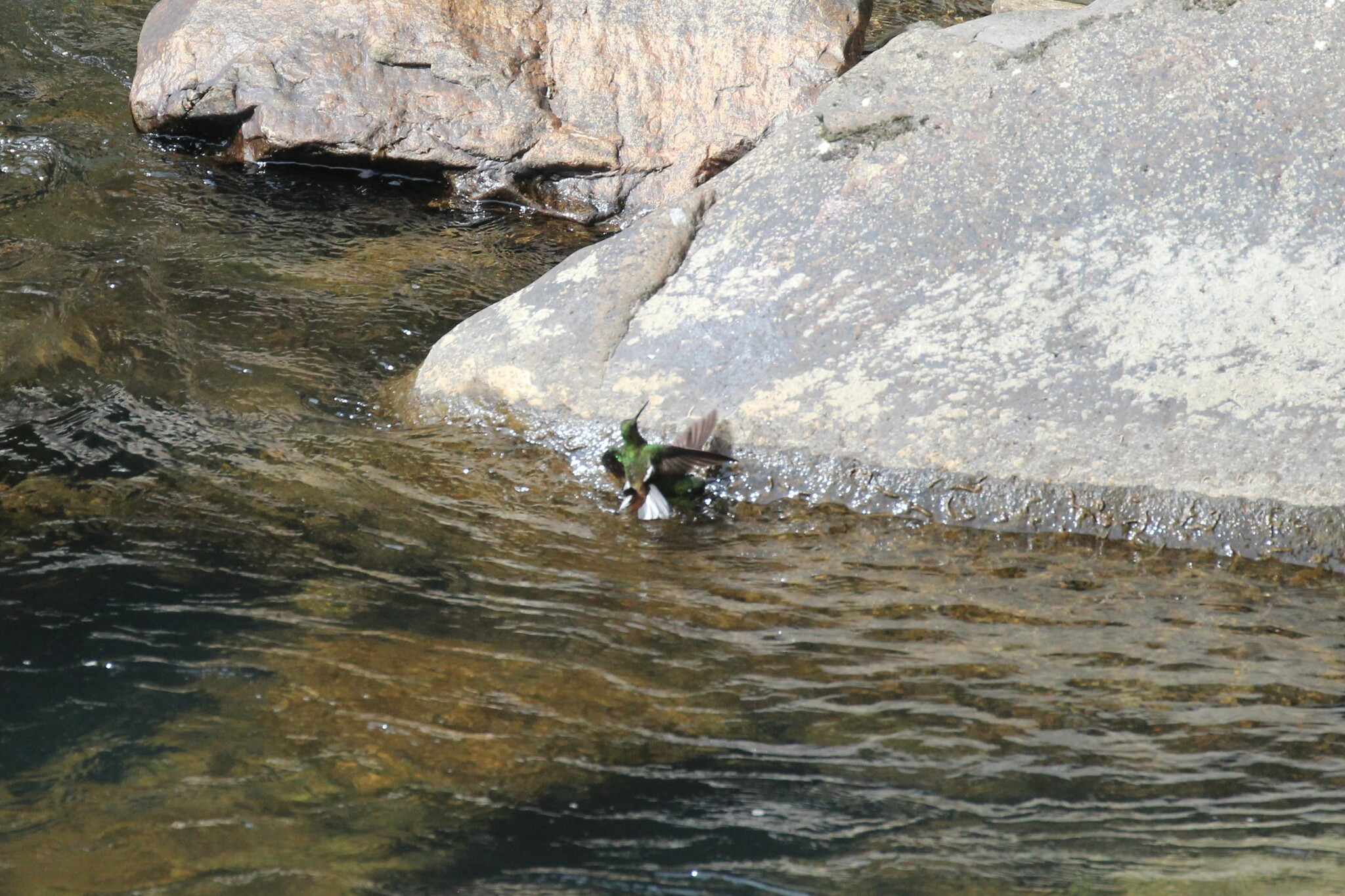Green-backed Hillstar (Urochroa leucura), photo 9