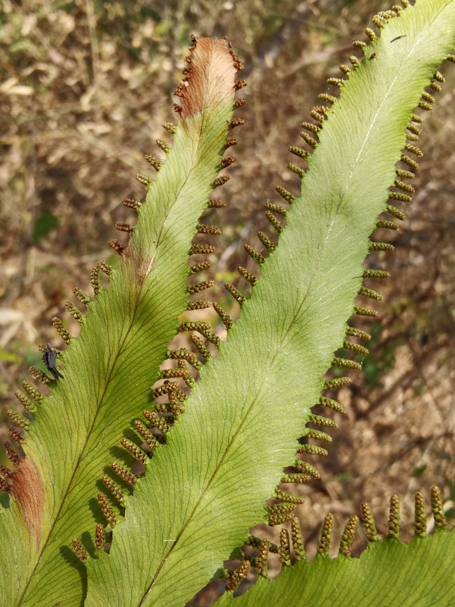 Lygodium salicifolium (Lygodium salicifolium)