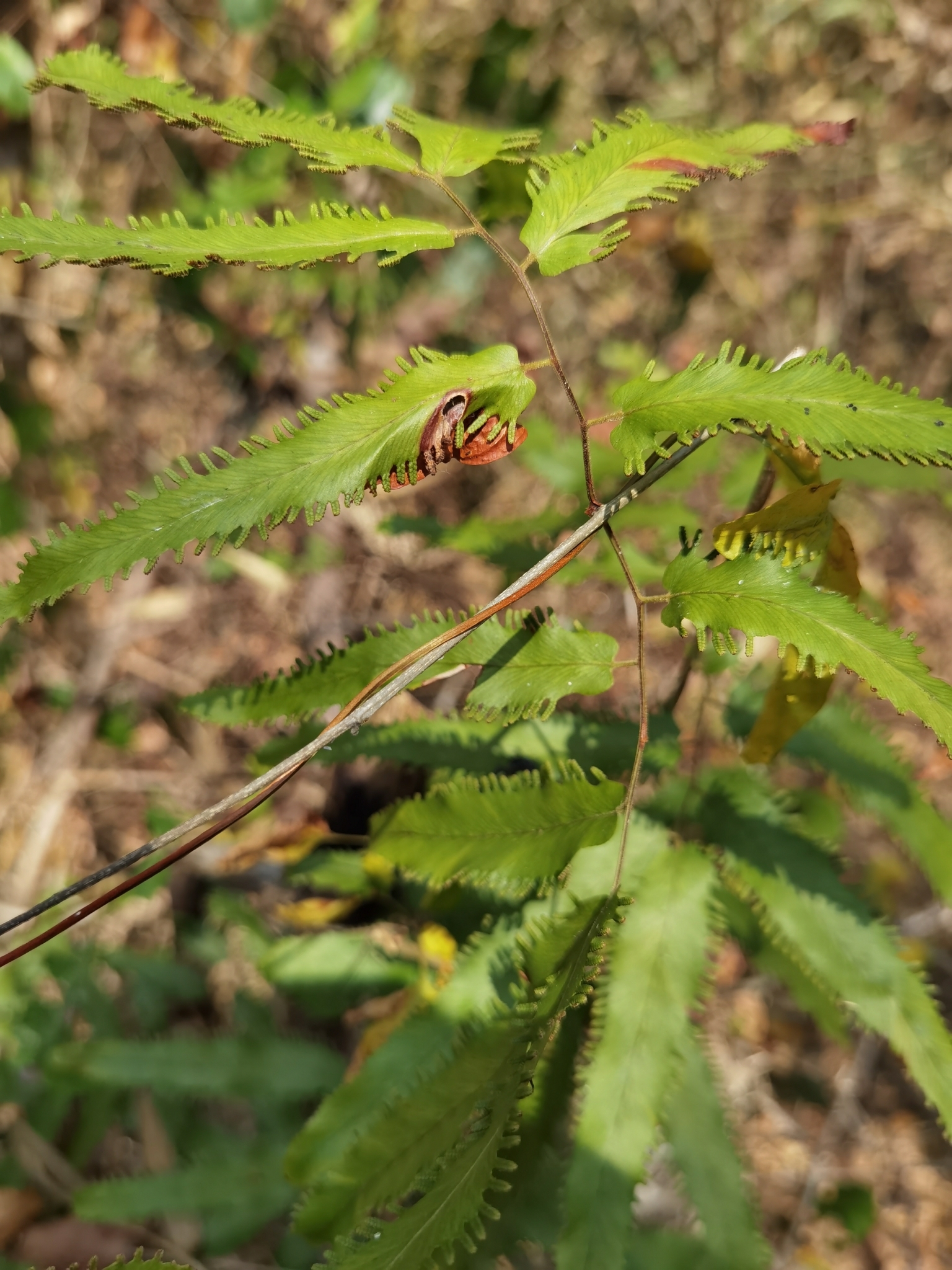 Lygodium salicifolium — ảnh 2