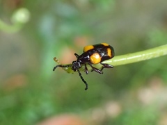 Lilioceris quadripustulata