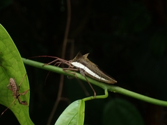 Aspilosterna albovittata