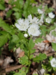 Phacelia fimbriata