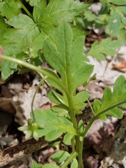 Phacelia fimbriata