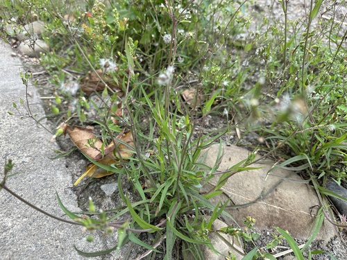 Ixeris polycephala iNat (3)