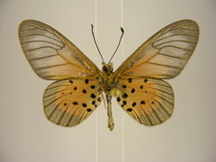 Acraea quirinalis