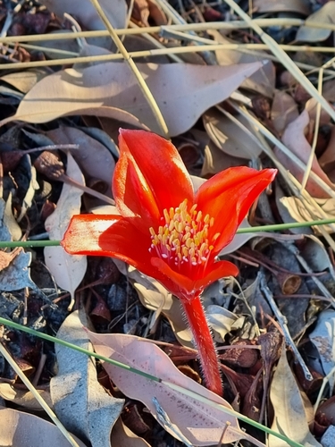 Image of Haemanthus pubescens by (c) Lizl Lubbe, some rights reserved (CC BY)