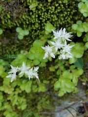 Sedum ternatum