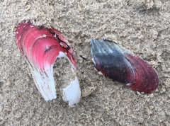 Modiolus americanus