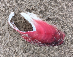 Modiolus americanus