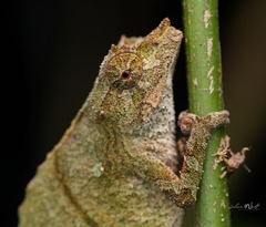 Uluguru Pygmy Chameleon photo 2