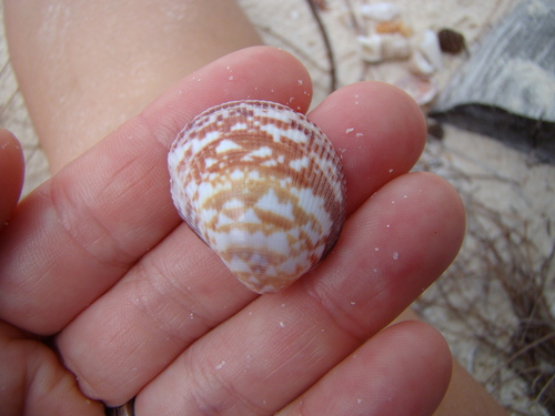Fulvia australis