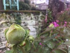 Paeonia × suffruticosa