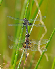 Celithemis martha