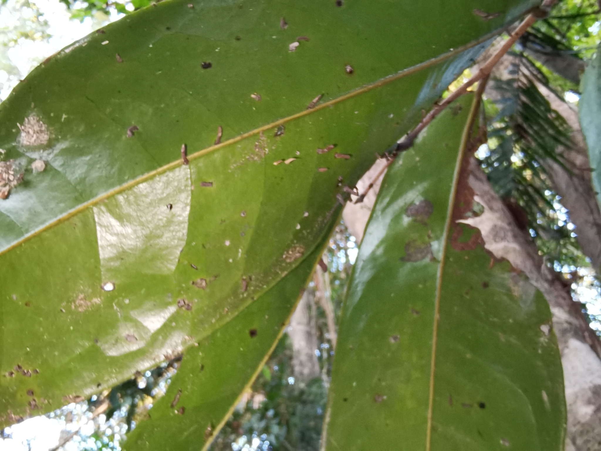 Sageraea elliptica — ảnh 2